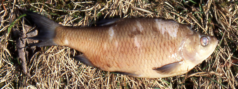 lago di Cei,pesci morti:scardola Scardinius erythrophthalmus